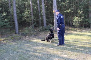 Pies siedzi, na przeciwko niego w bliskiej odległości stoi policjant, w podniesionej do góry prawej ręce trzyma żółtą piłkę z uchwytem z linki. Pies patrzy na zabawkę.