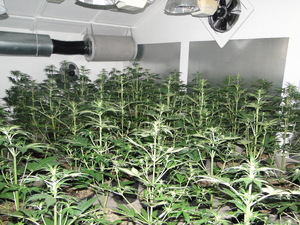 Zlikwidowana plantacja konopi indyjskich.