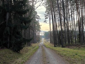 Dukt leśny pomiędzy drzewami.