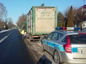 Policjant kontroluje samochód ciężarowy przewożący zwierzęta.