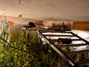 Nad plantacją wisi specjalistyczny sprzęt i światła LED.